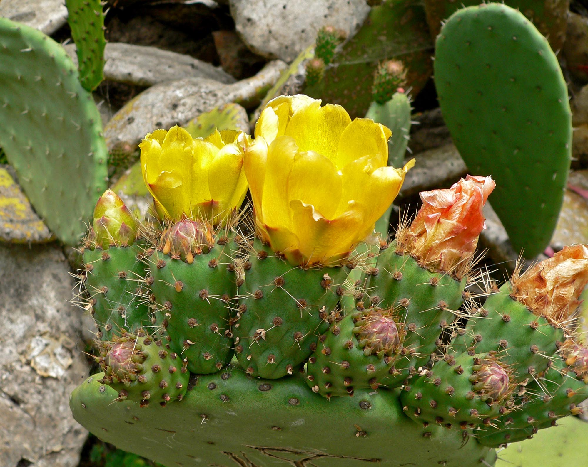 Indian fig opuntia